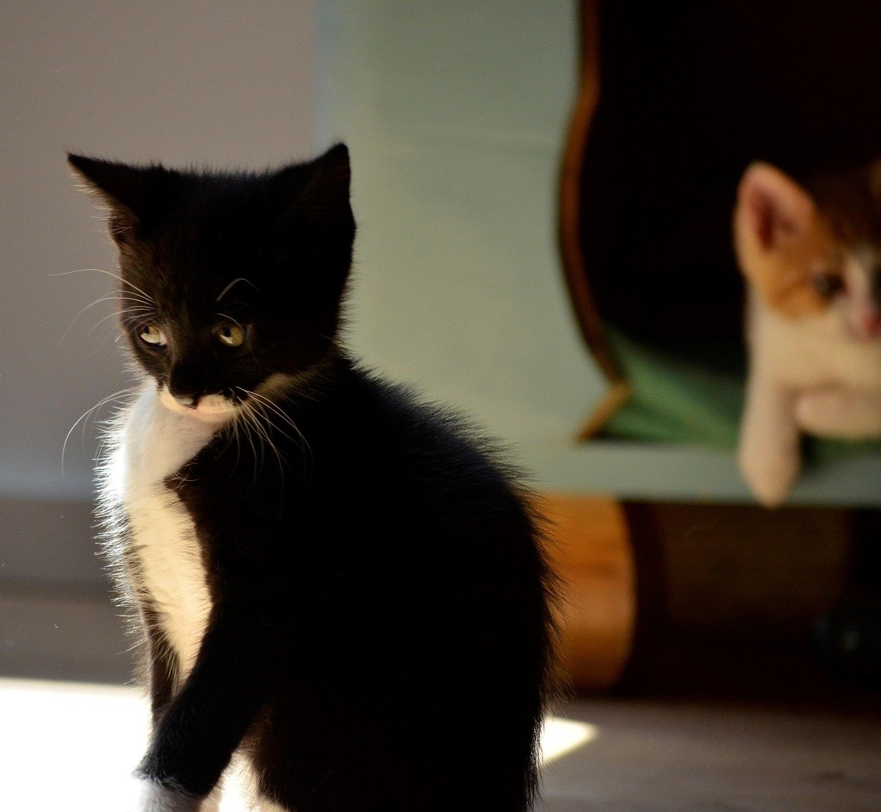 What Experts Say About Feline Embarrassment (image credits: pixabay)