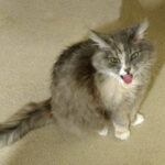 Do Cats Feel Embarrassment? Here’s What We Know