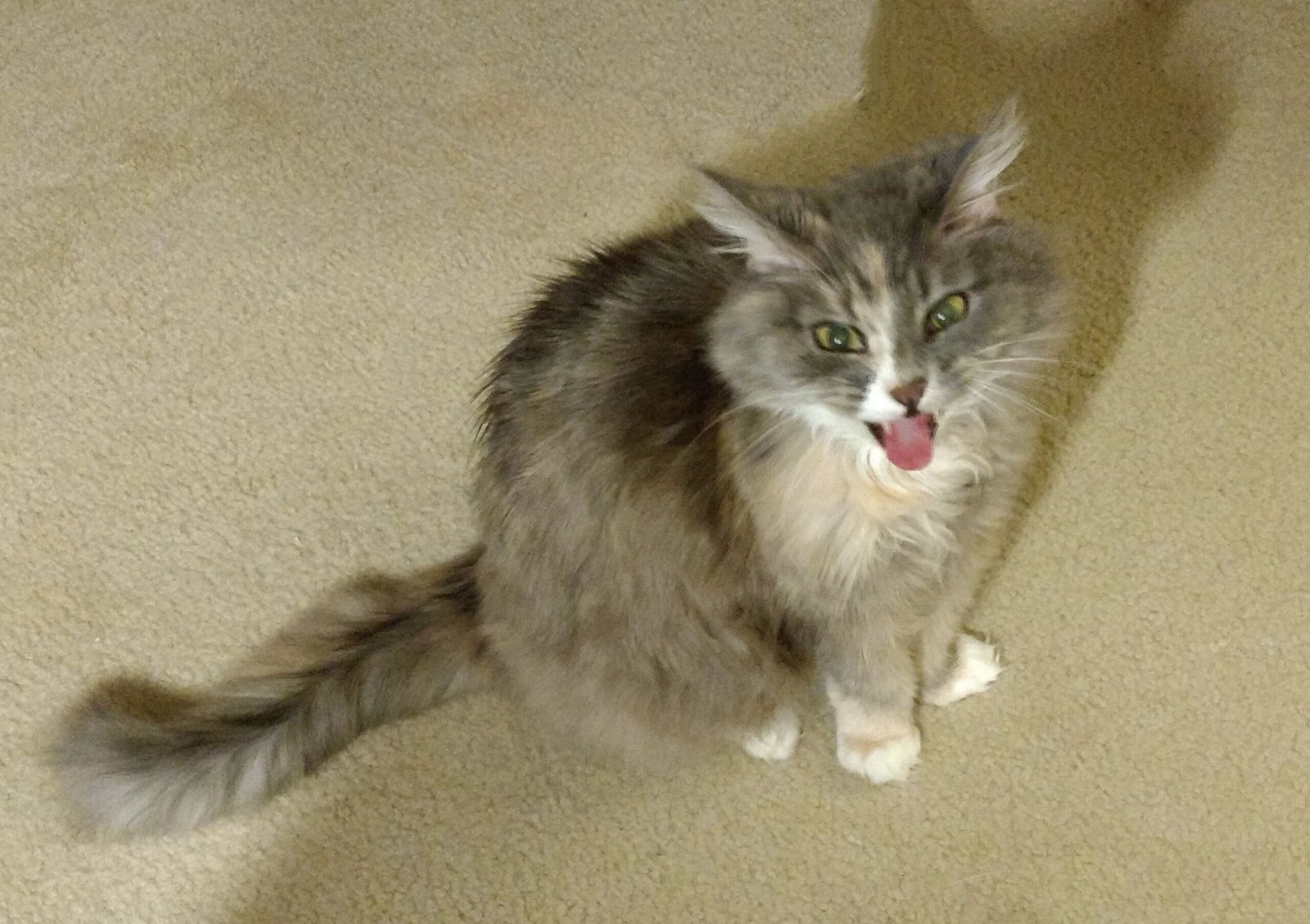 Do Cats Feel Embarrassment? Here’s What We Know