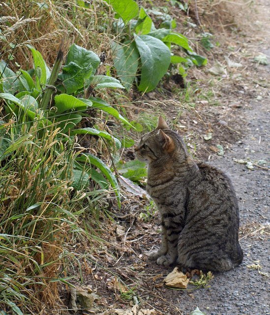 Protective Behavior (image credits: wikimedia)