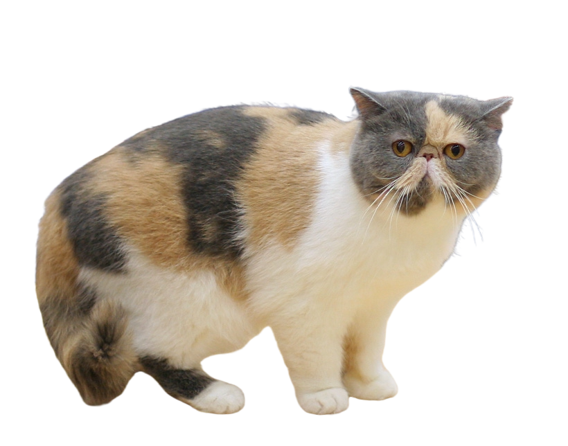 Unique Physical Characteristics That Turn Heads (image credits: wikimedia)