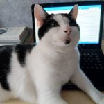 What Cat Owners Are Saying