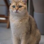 Future Prospects: What’s Next for the Breed?