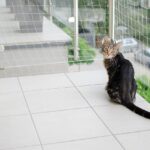 Creating a Safe Space for Your Cat