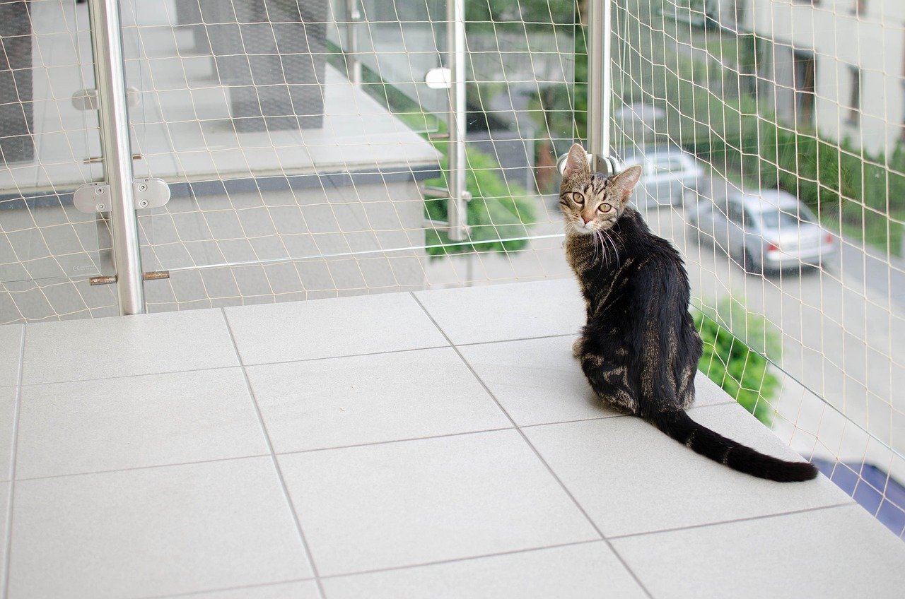 Creating a Safe Space for Your Cat (image credits: pixabay)