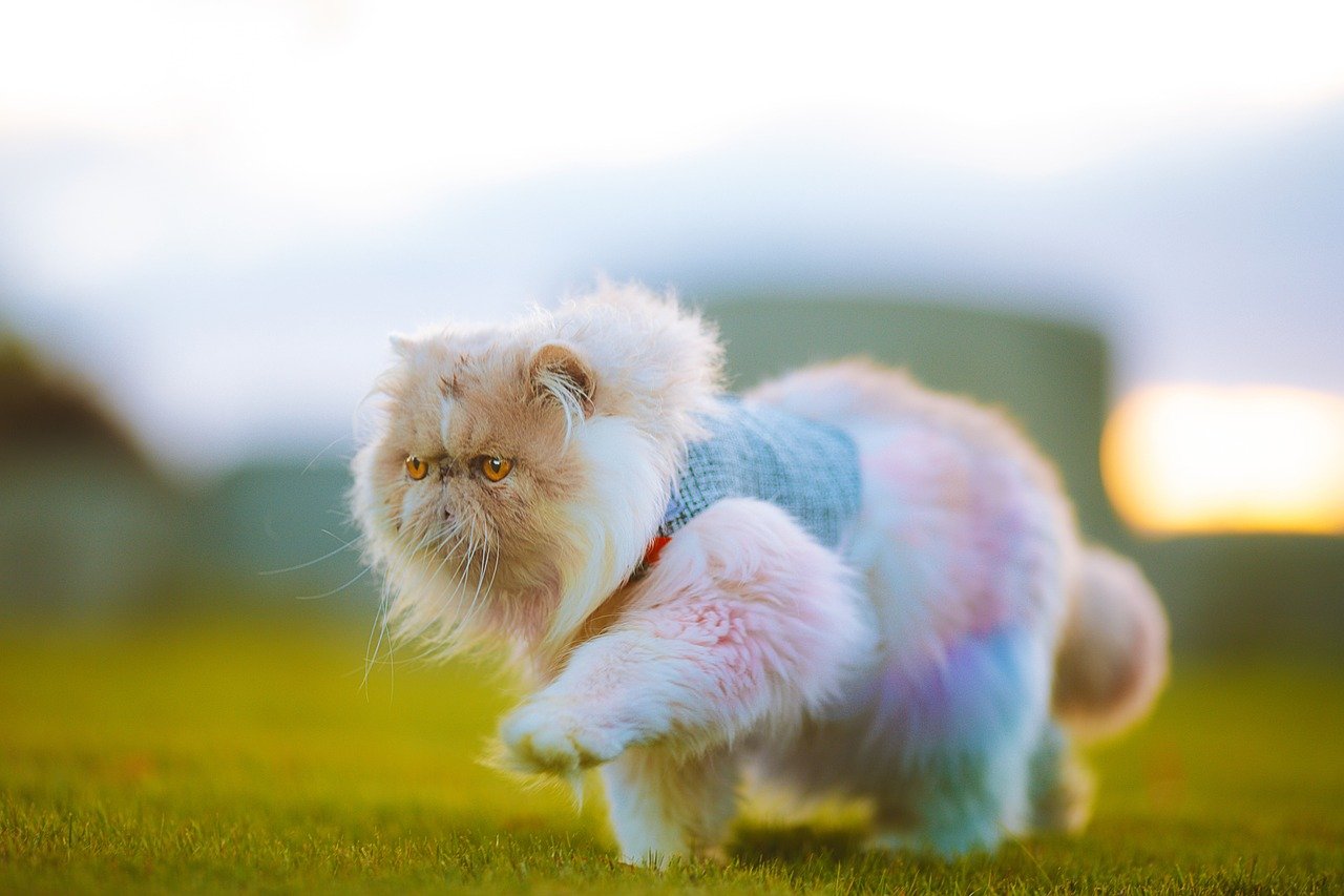 Using Anxiety Wraps or Calming Vests (image credits: pixabay)