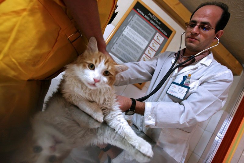 Consulting Your Veterinarian (image credits: wikimedia)