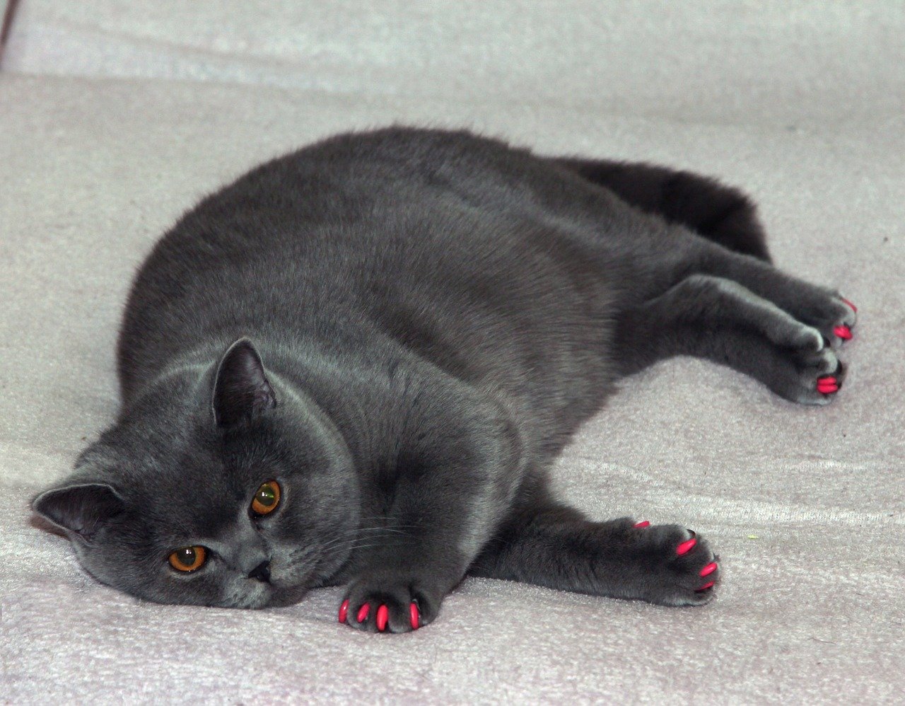 Fat Trimmings: Tasty but Treacherous (image credits: pixabay)