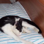 10 Human Foods Cats Secretly Crave (But Shouldn’t Have)