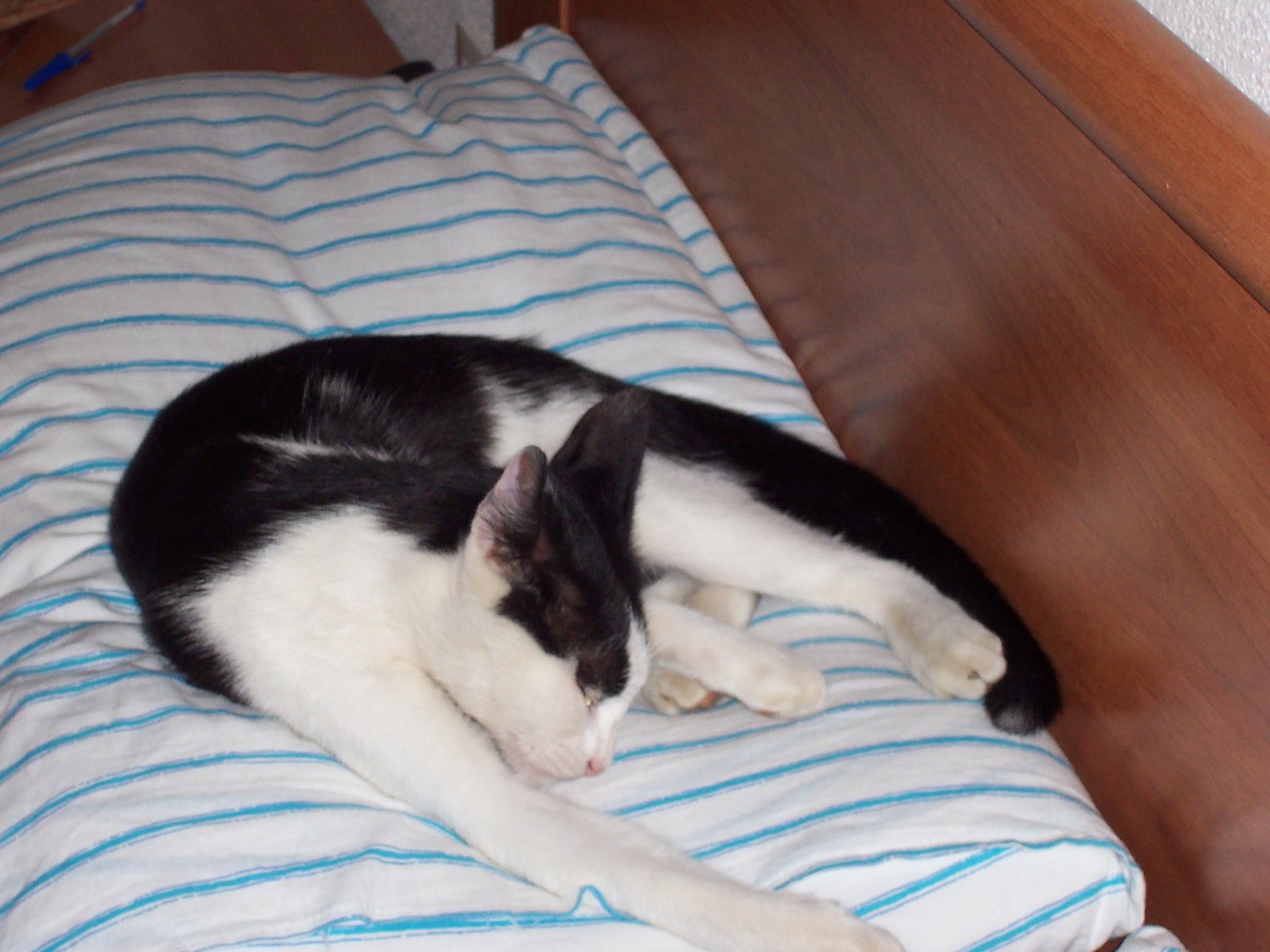 10 Human Foods Cats Secretly Crave (But Shouldn’t Have)