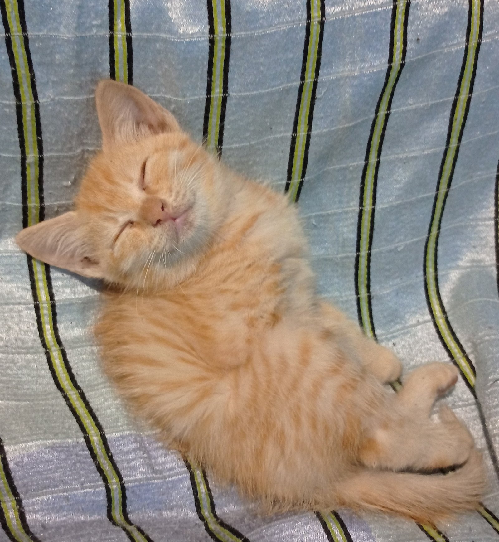 The Car Ride Conqueror (image credits: wikimedia)