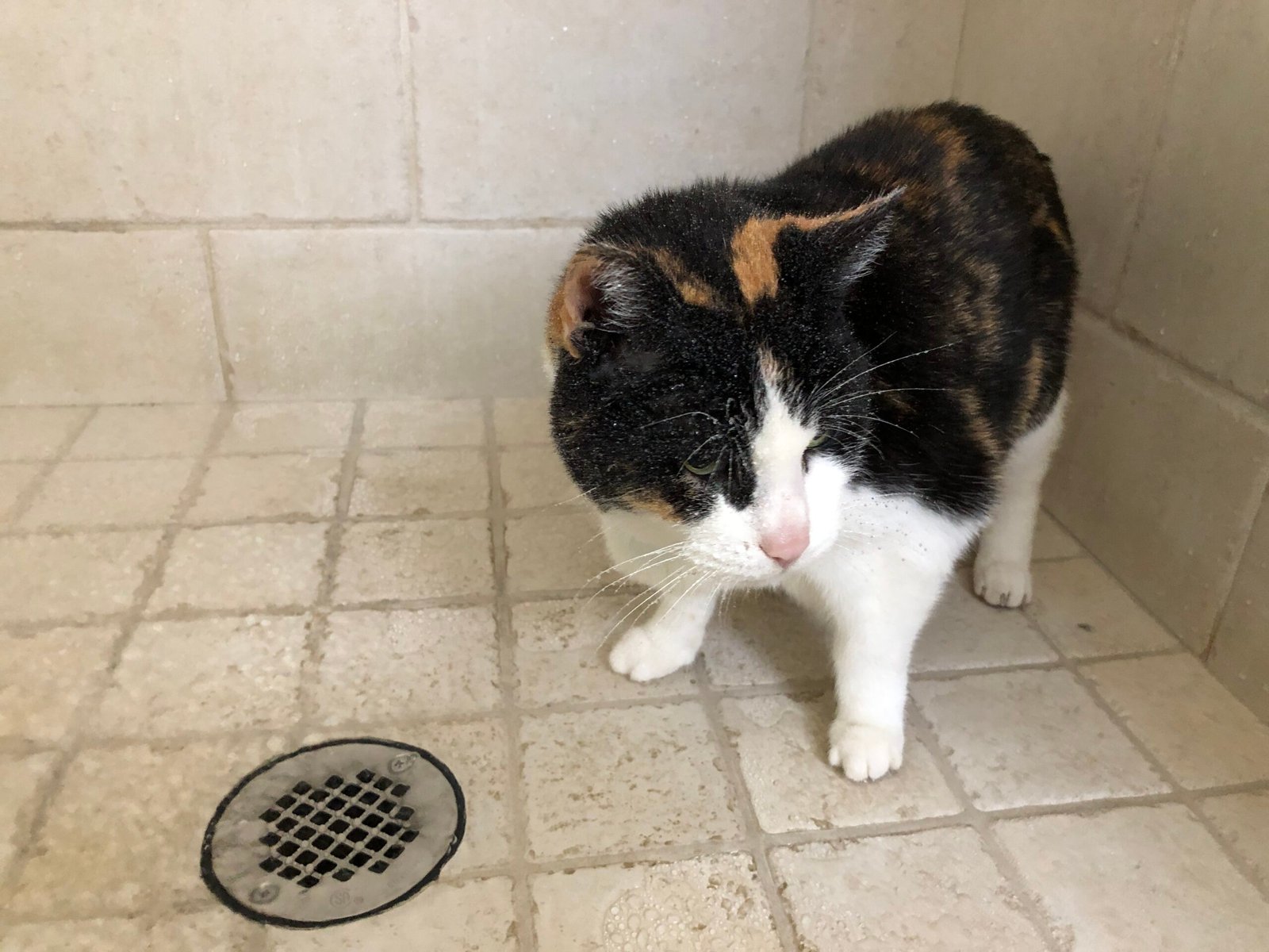 The Sneaky Shower Invader (image credits: wikimedia)