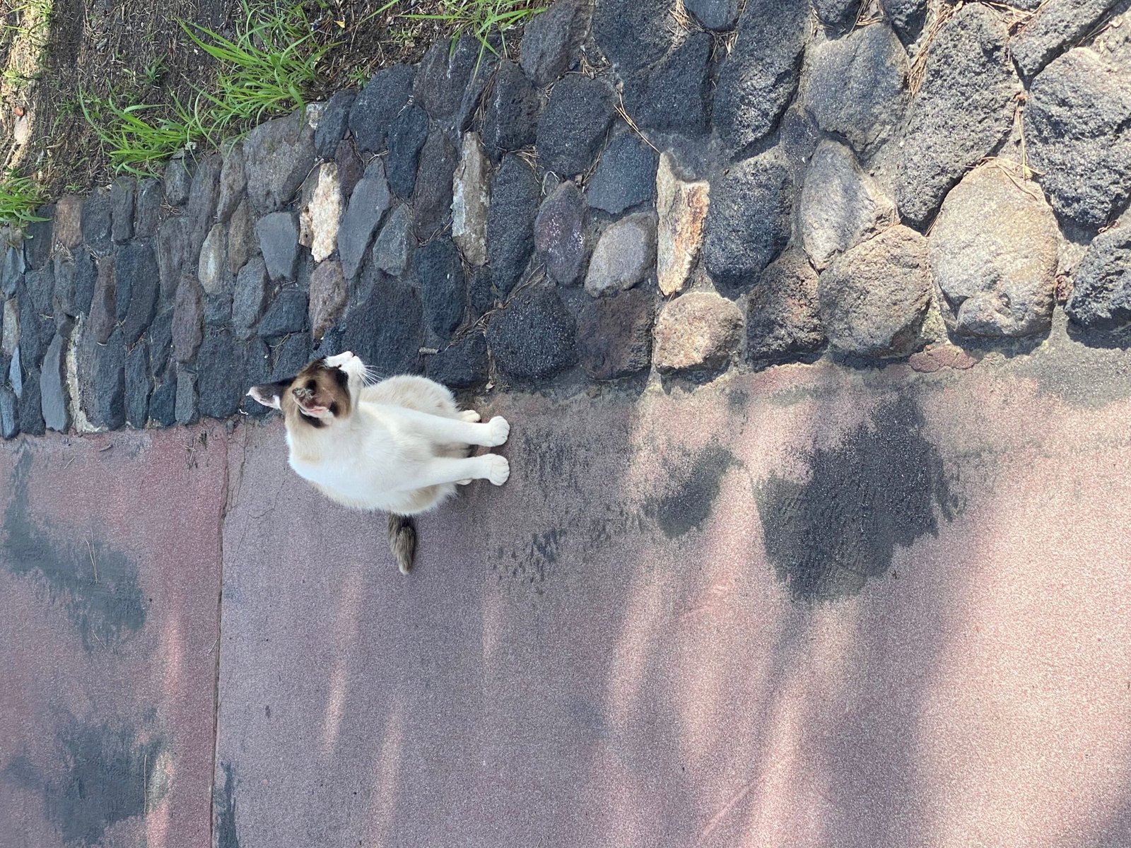 What Happens If You Change a Cat’s Name? (image credits: wikimedia)