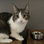 The Truth About Whether Cats Recognize Their Own Names