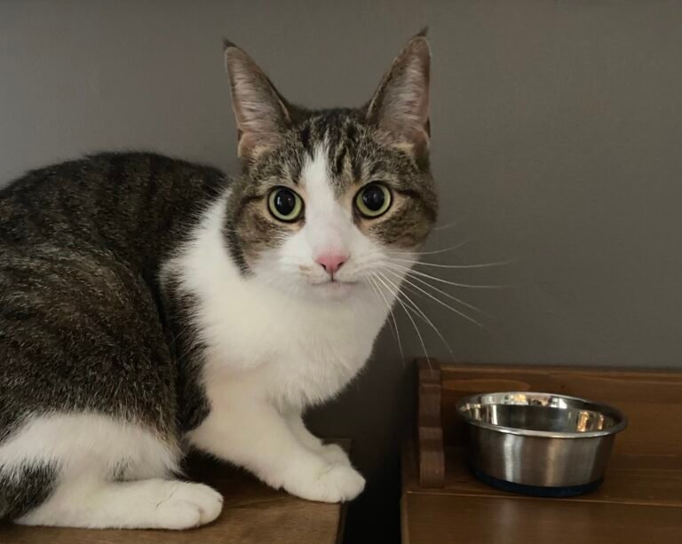 The Truth About Whether Cats Recognize Their Own Names