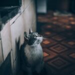 Making the Carrier a Regular Part of Life