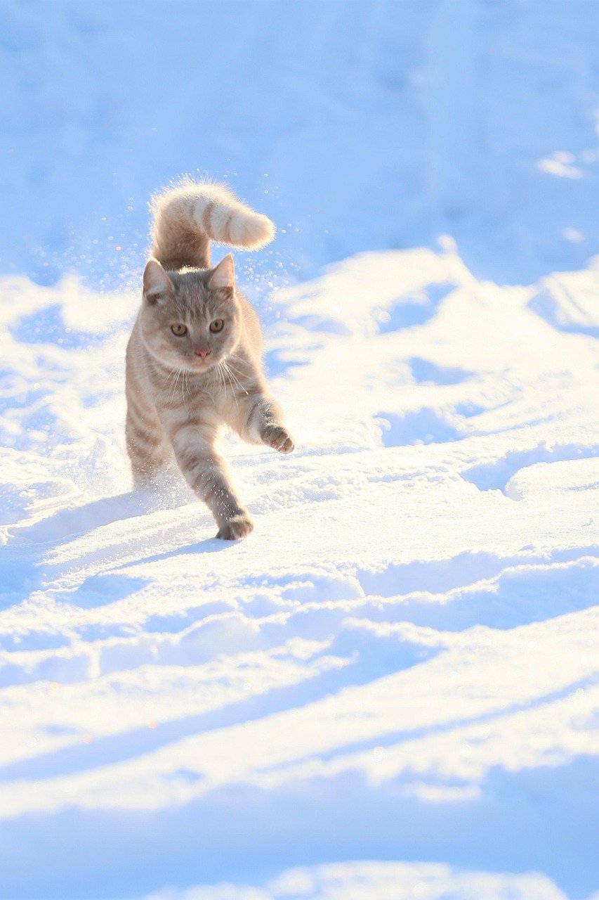 Sudden Escape Attempts (image credits: pixabay)