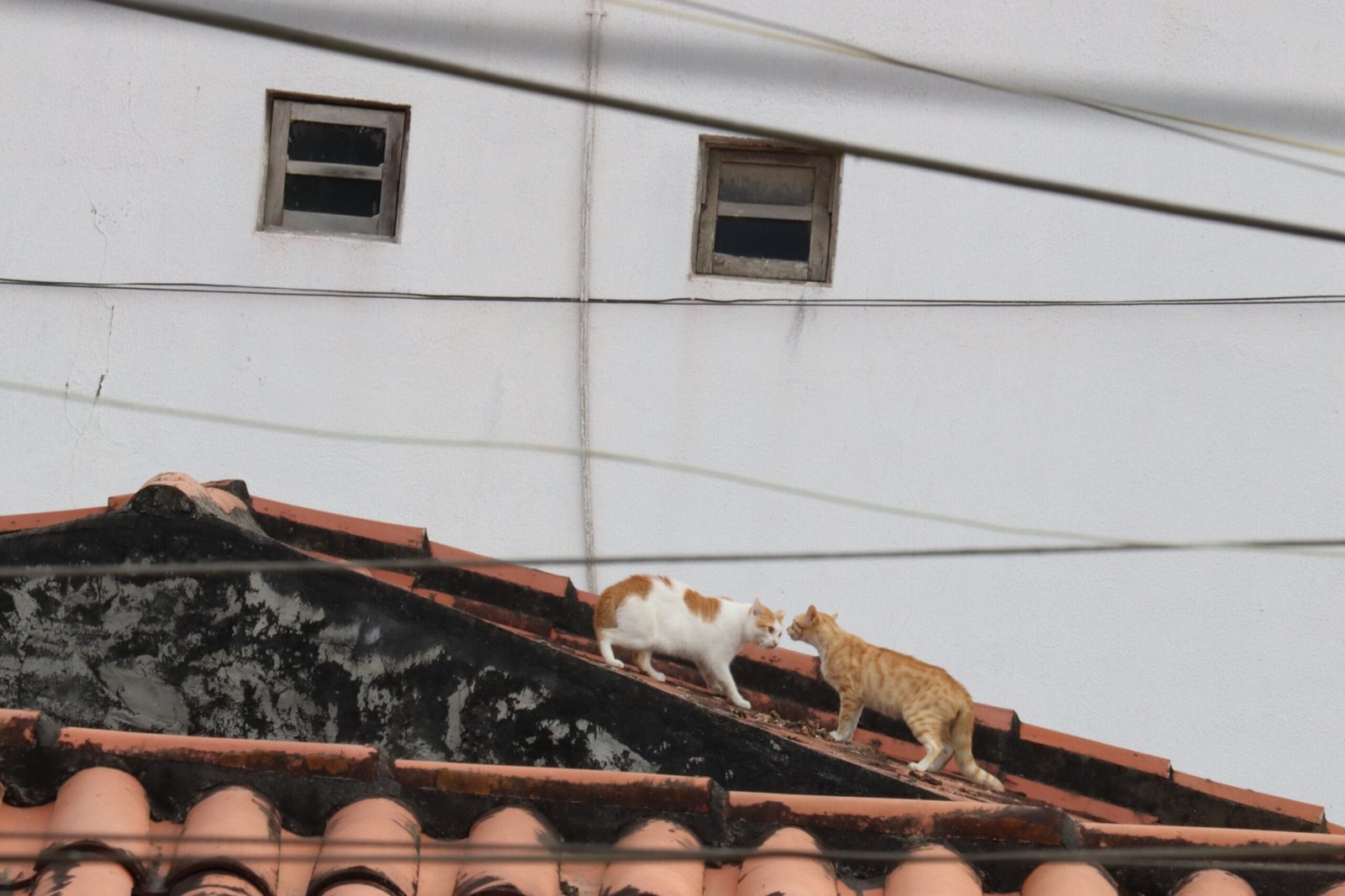 Changes in Appetite or Litter Box Habits (image credits: wikimedia)