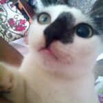 How to Know If You’re Overstimulating Your Cat