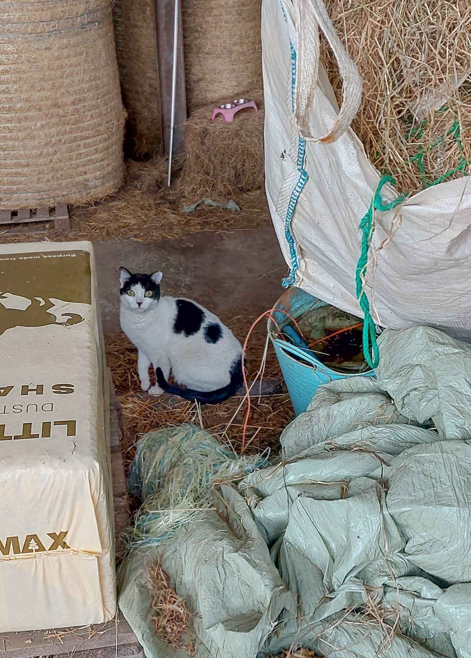 15 Things You Should Never Do Around a Nervous Cat