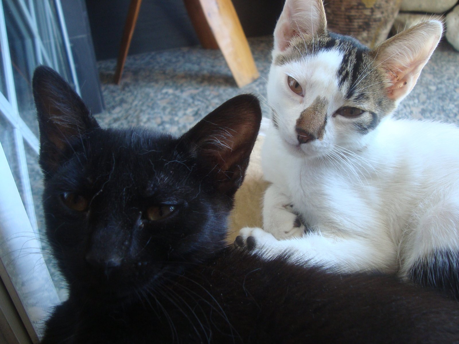 Low Allergen Potential (for Some Breeds) (image credits: wikimedia)