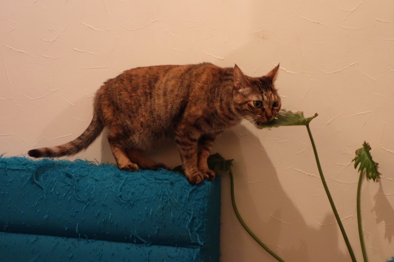 Chewing on Plastic or Odd Objects (image credits: wikimedia)
