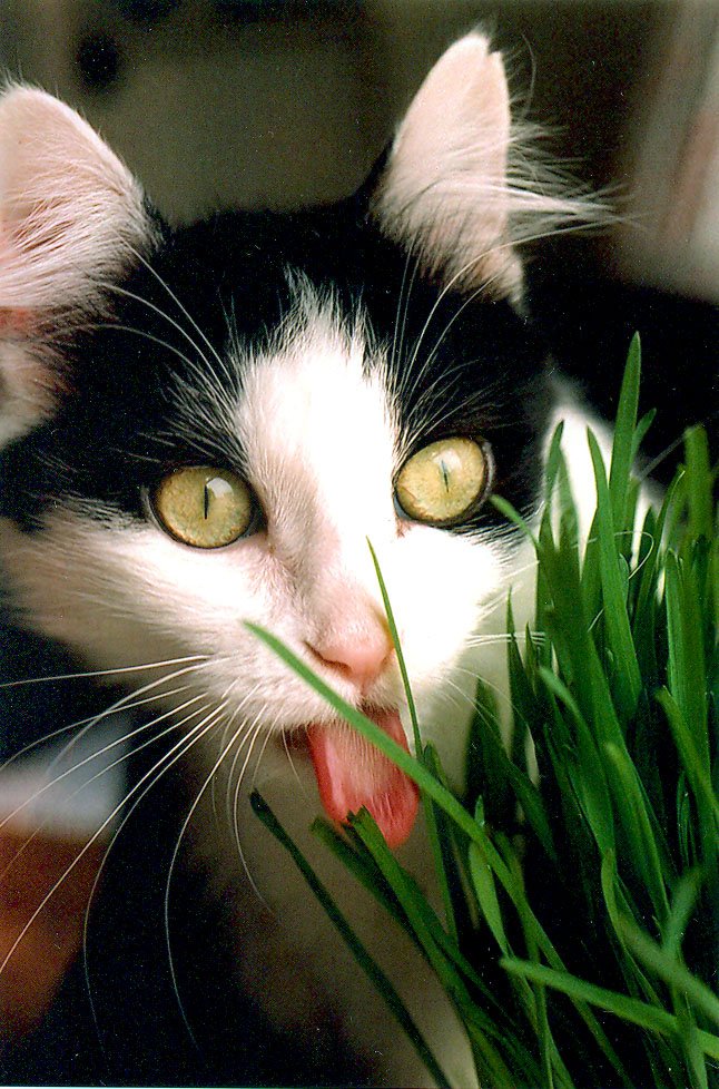 Eating Grass (image credits: wikimedia)