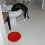 10 Weird Cat Habits That Are Actually Totally Normal