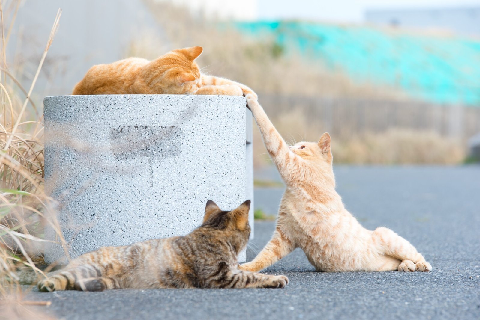 Stories from the Cat Community (image credits: wikimedia)