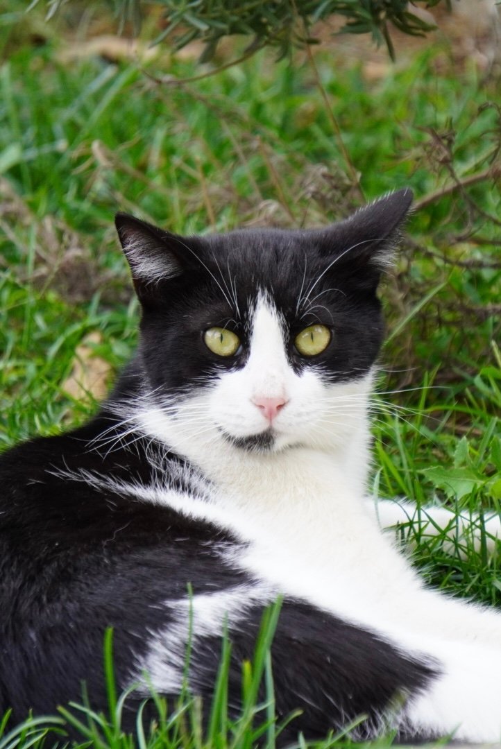 Signs Your Cats Are Ready to Meet (image credits: wikimedia)