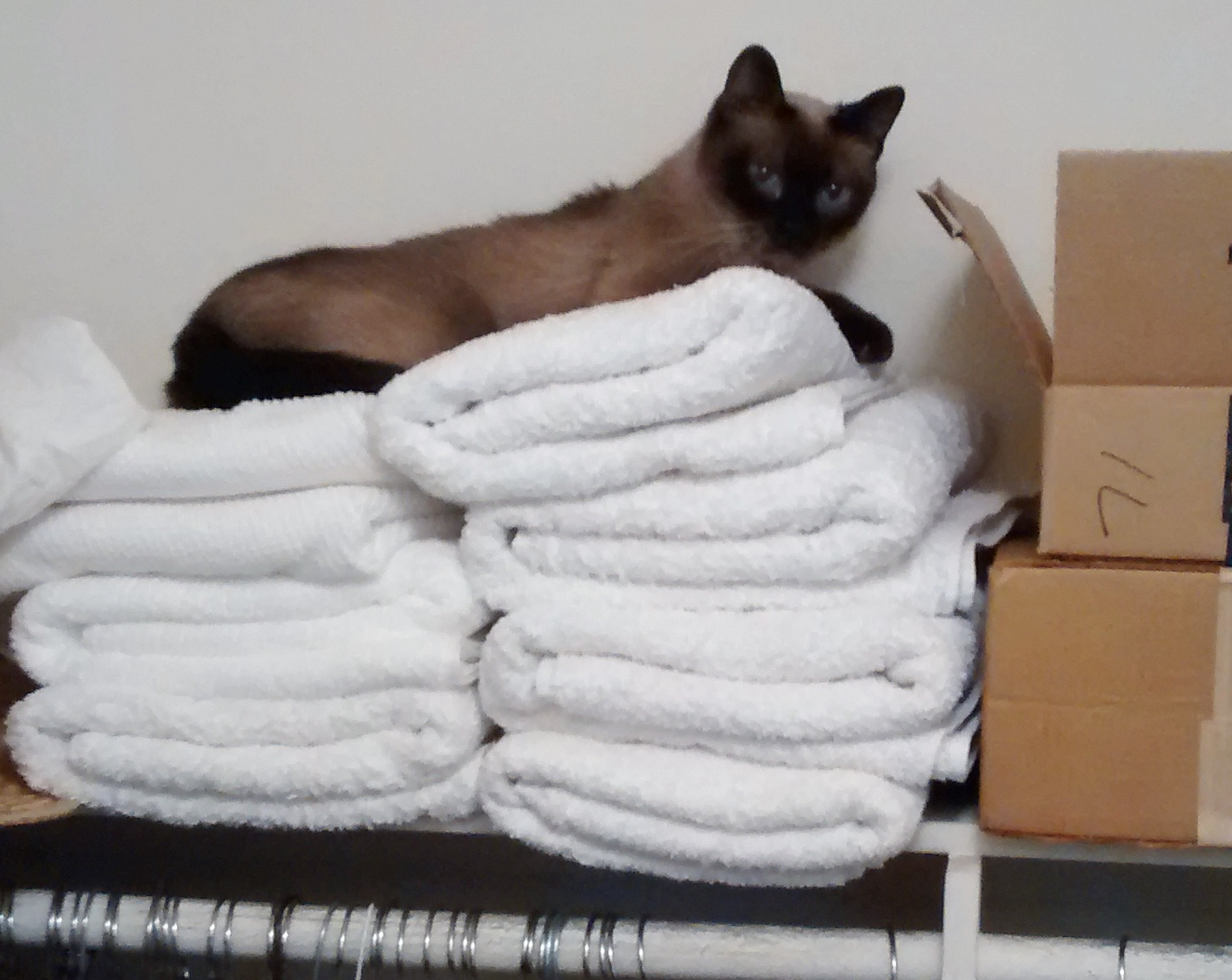 Inside Closets: The Secret Hideaway (image credits: wikimedia)
