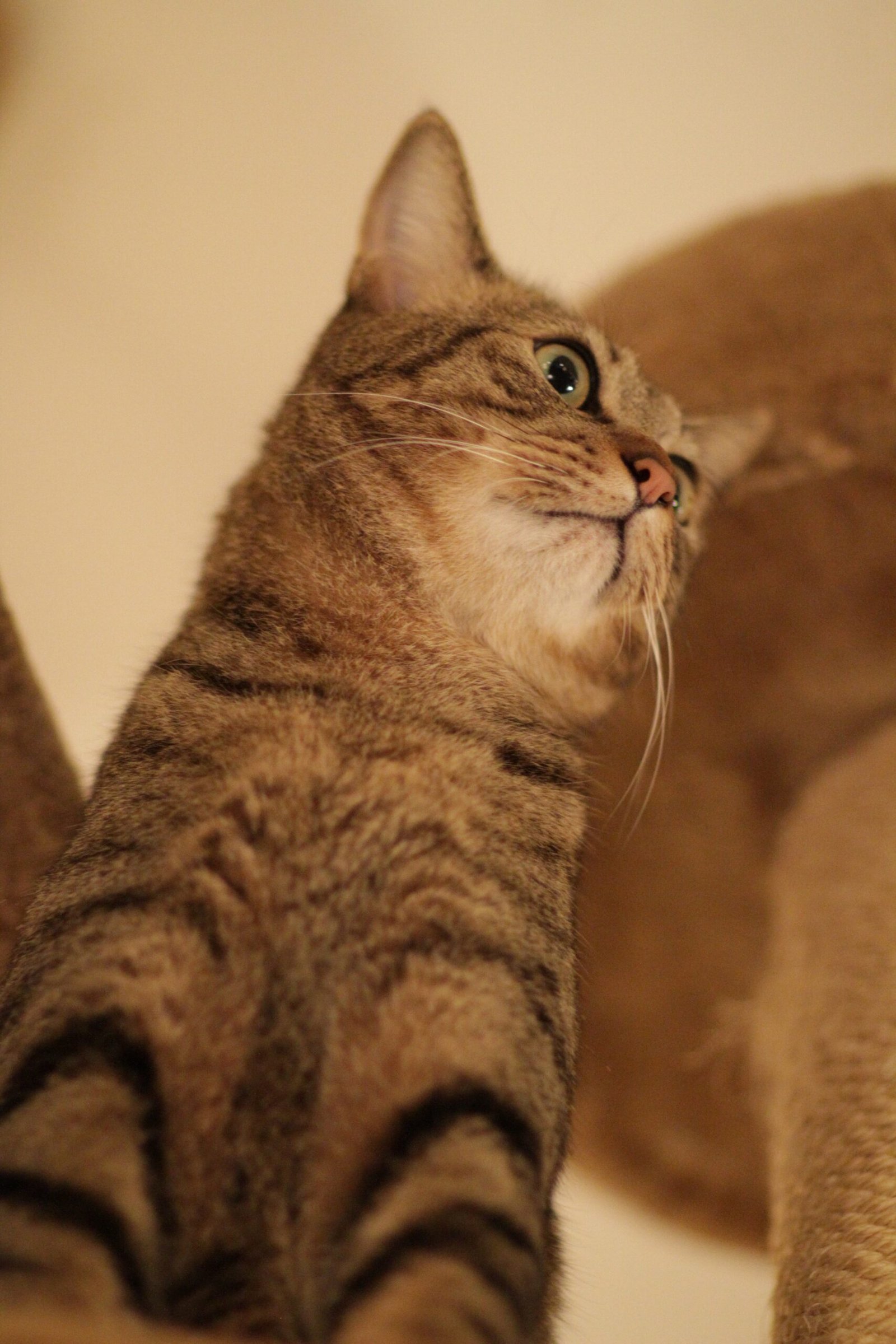 Cat Trees and Towers: Play and Rest Combined (image credits: wikimedia)