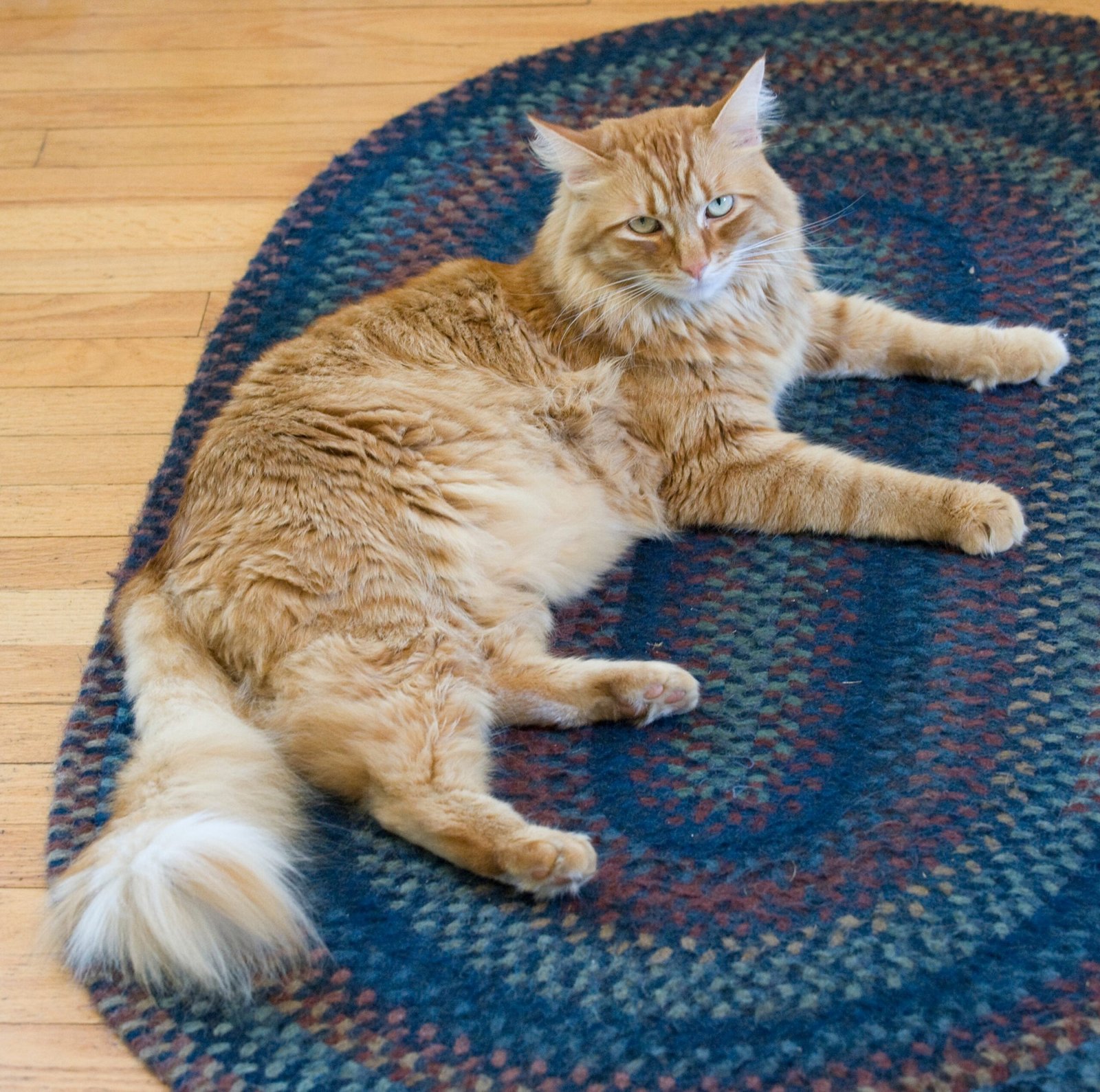 Bathroom Rugs: Cool and Cozy Contrasts (image credits: wikimedia)