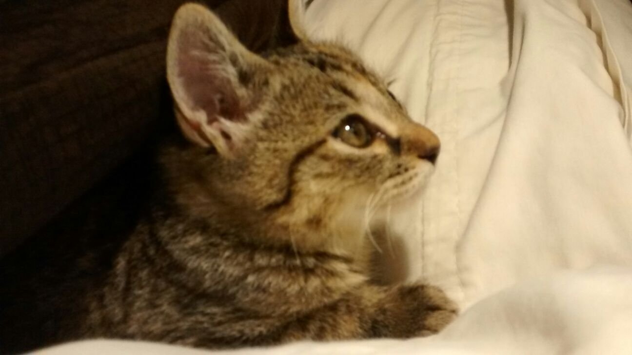 Pet Beds: When Cats Choose What You Provide (image credits: wikimedia)