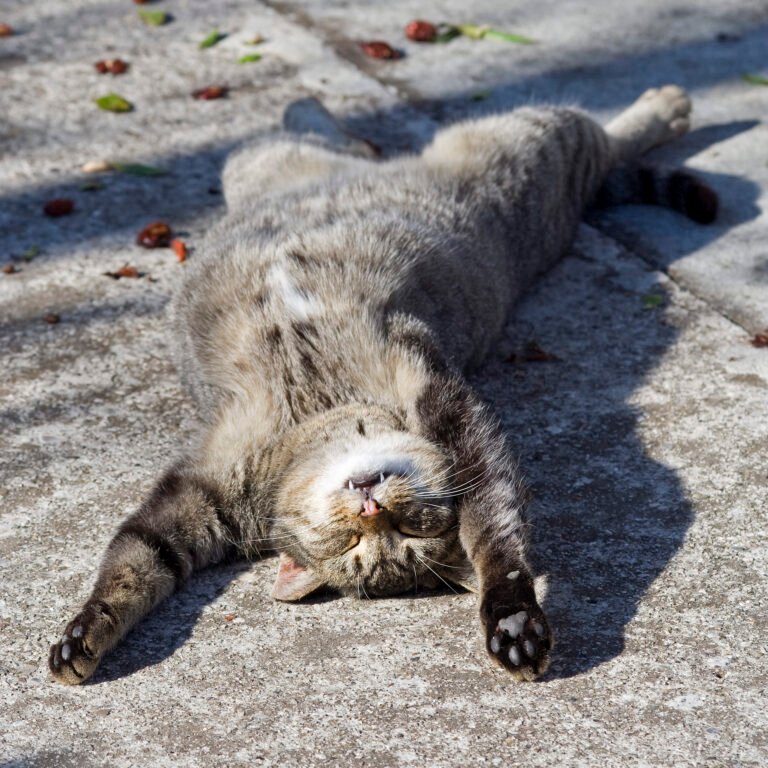 How to Decode Your Cat’s Favorite Sleeping Spot