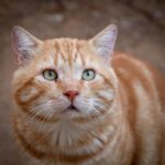 The Surprising Reason Your Cat Keeps Knocking Things Over