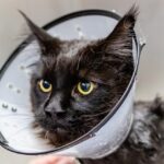 Grooming: Sharing the Love
