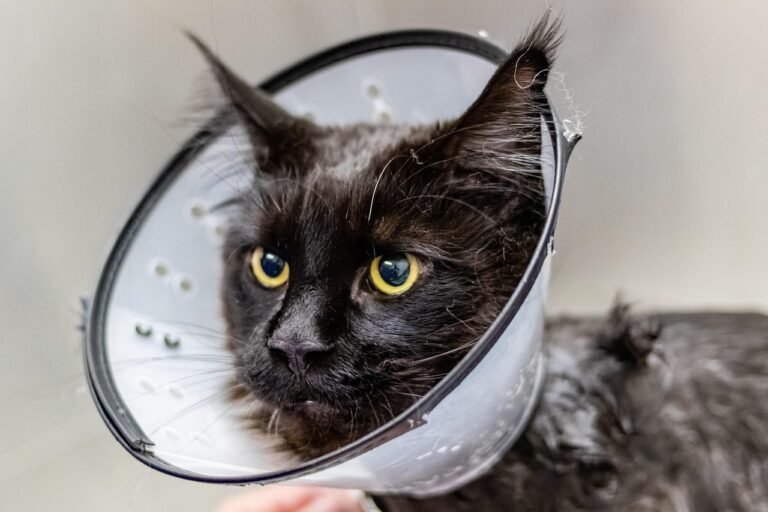 Grooming: Sharing the Love