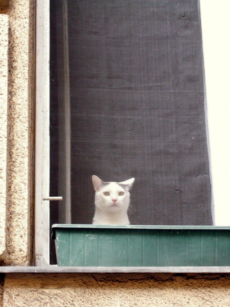 Curiosity Without Hostility (image credits: wikimedia)