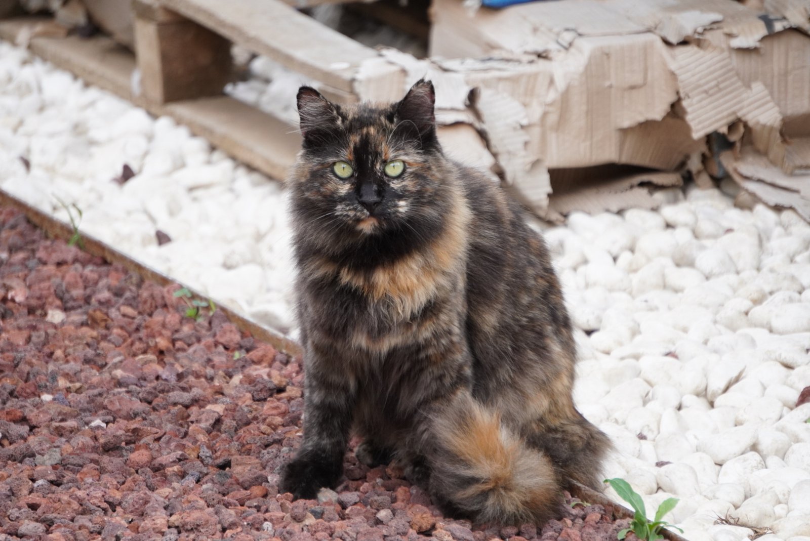 Welcoming New Cats: The Adjustment Period (image credits: wikimedia)