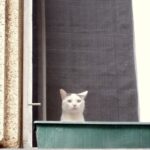 How to Tell If Your Cat Actually Likes Other Cats
