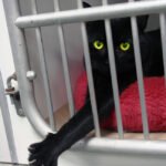 Do Cats Remember Being Rescued?