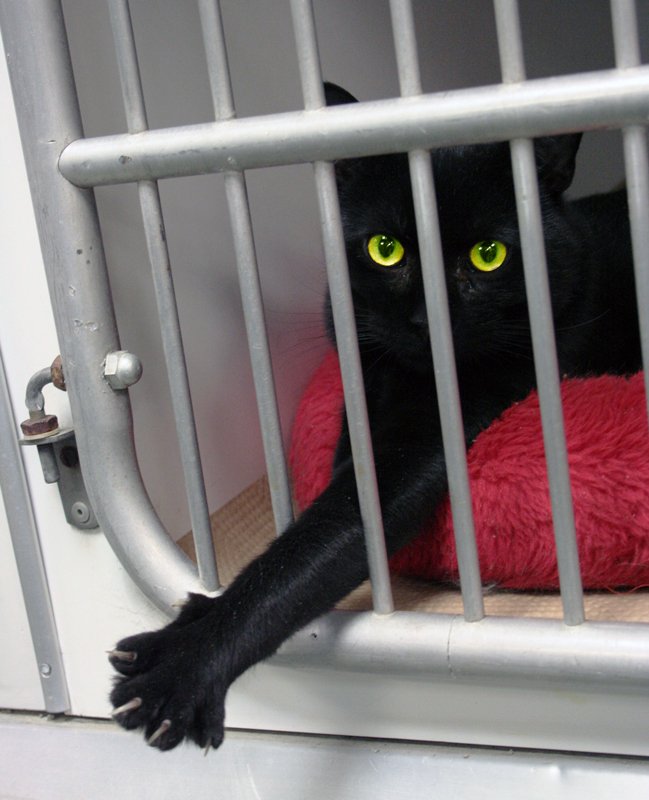 Do Cats Remember Being Rescued?