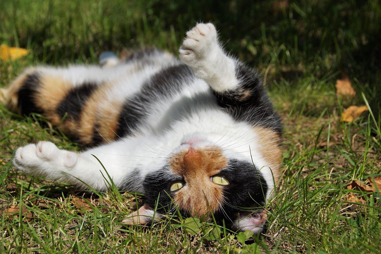 Back Arched: Defensive or Playful? (image credits: pixabay)