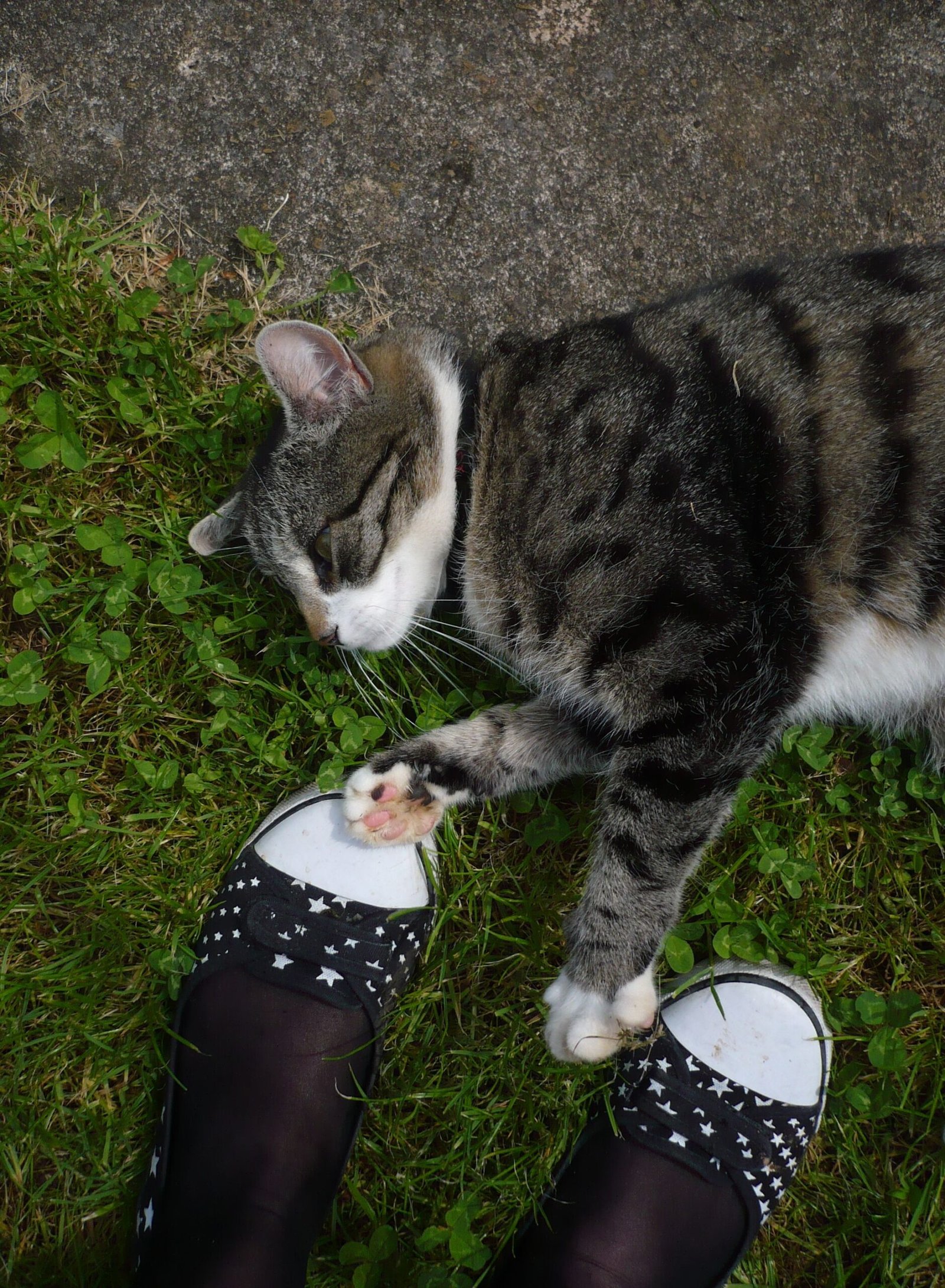 What Does It Mean to Be Left-Pawed? (image credits: wikimedia)