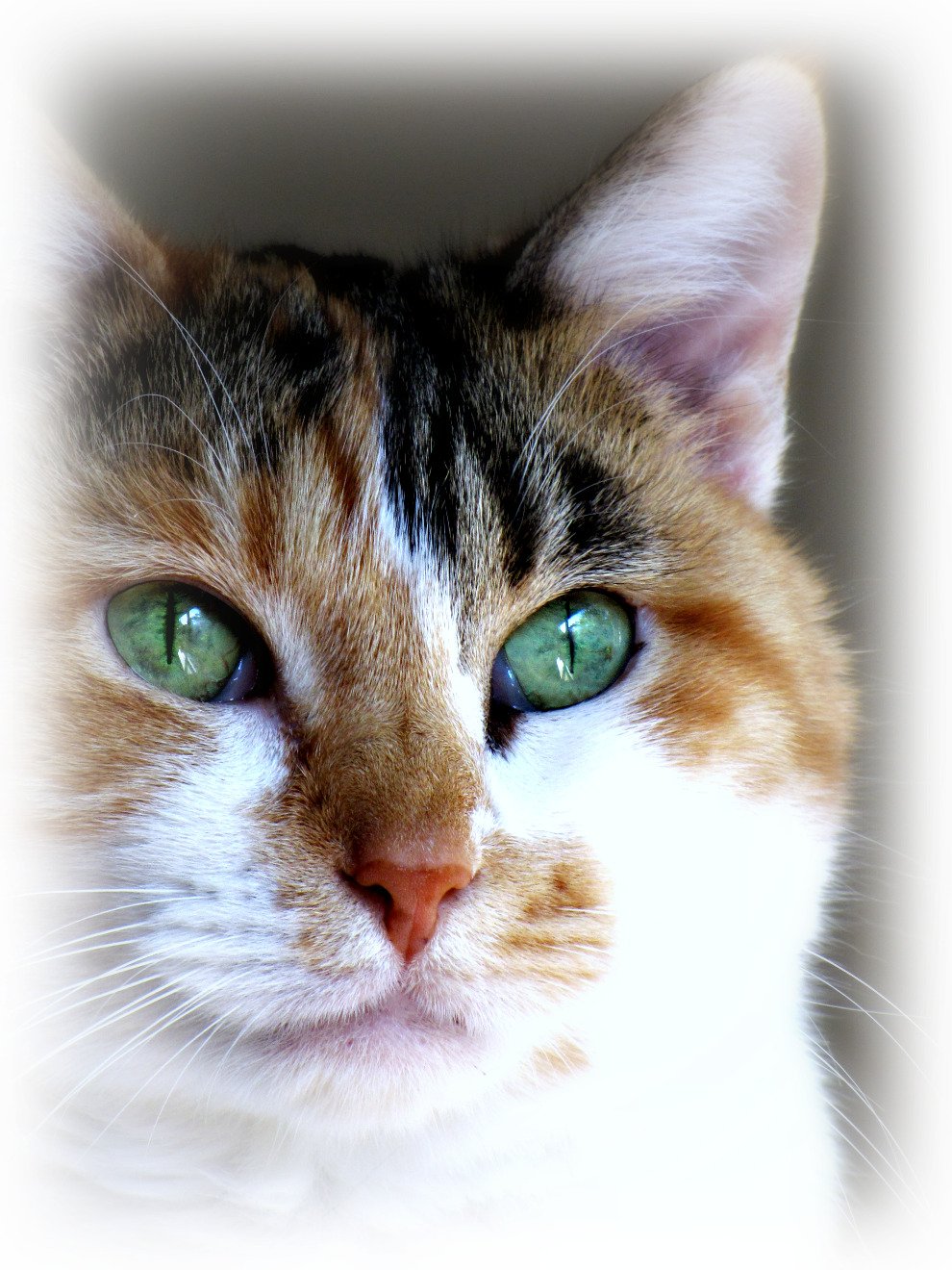 How Do Experts Test Paw Preference in Cats? (image credits: wikimedia)