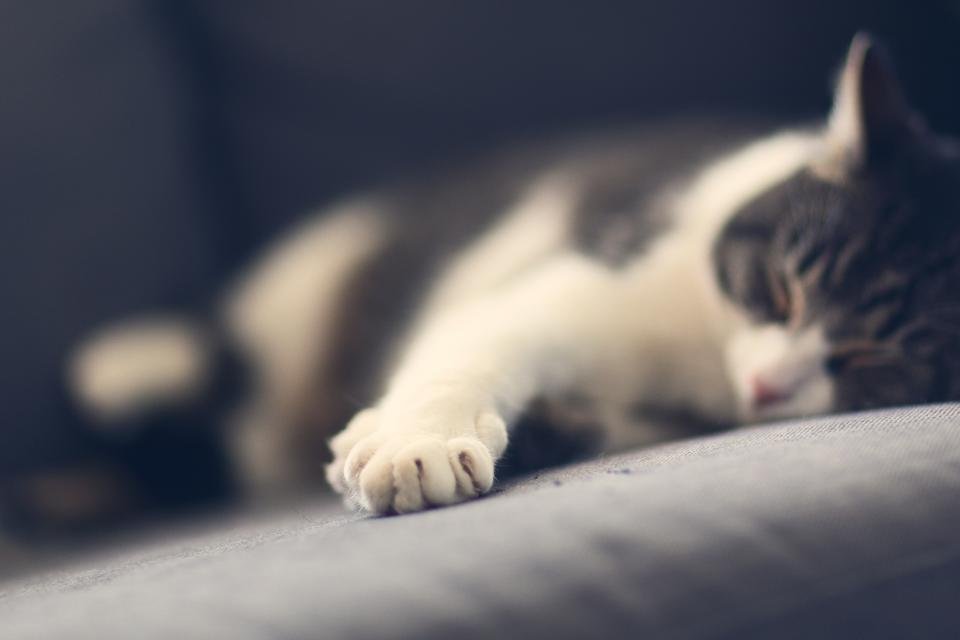 How Can You Tell if Your Cat Is Left-Pawed? (image credits: stocksnap)