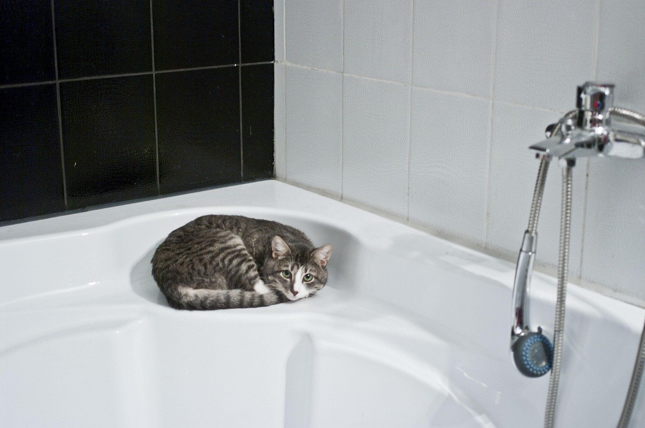 The Allure of Bathroom Smells (image credits: pixabay)