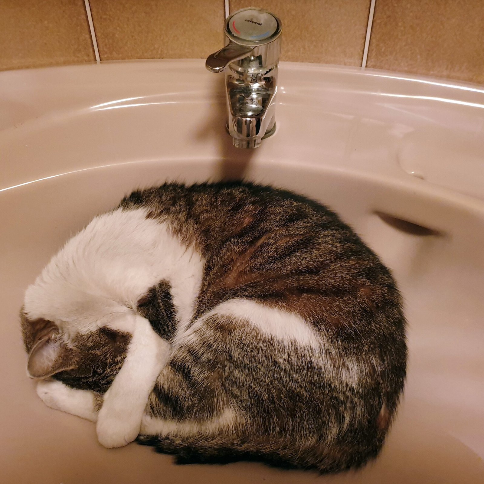 Height Advantage: The Sink and Counter Appeal (image credits: wikimedia)