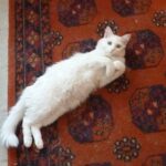Why Cats Insist on Following You Into the Bathroom